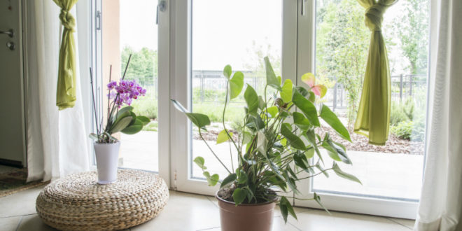 Luftbefeuchtung auf natürliche Weise - BRUNE Magazin