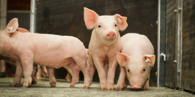 Stallklima mit dem Luftbefeuchter verbessern BRUNE Magazin