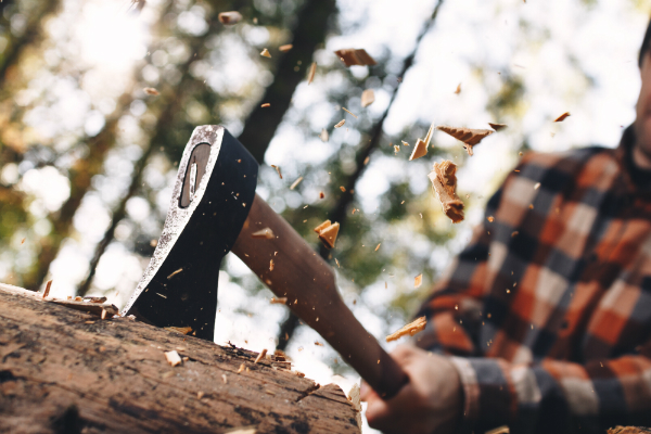 Holz frisch schlagen