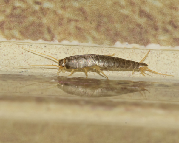 Silberfische Im Bad Diese Hausmittel Helfen Bildderfrau De