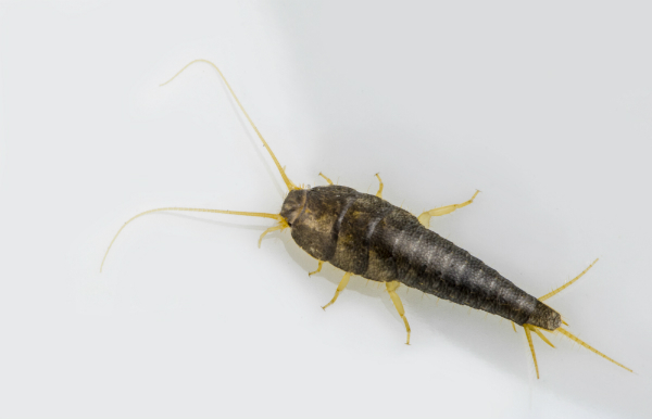 Ein Silberfischchen (Lepisma saccharina) Ein Silberfischchen (Lepisma saccharina)