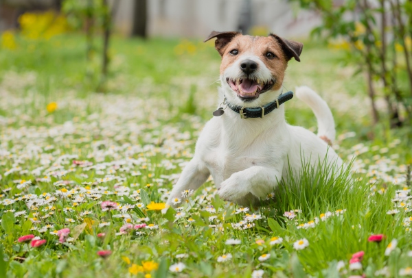 Hund springt durch Wiesen