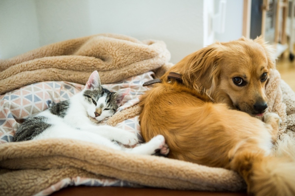 Katze und Hund