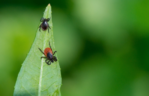 Weibliche (unten) und maennliche (oben) Zecke Gemeiner Holzbock (Ixodes ricinus)