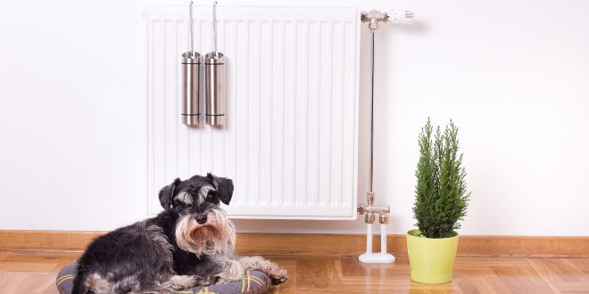 Hund sitzt an Heizung mit Luftbefeuchter
