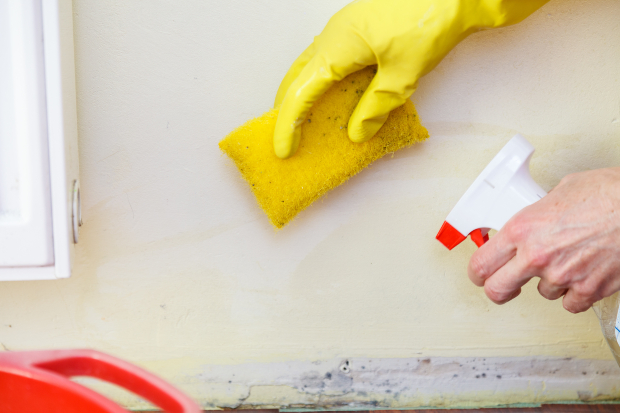 Schimmelbefall wird mit Schwamm und Spray bekämpft