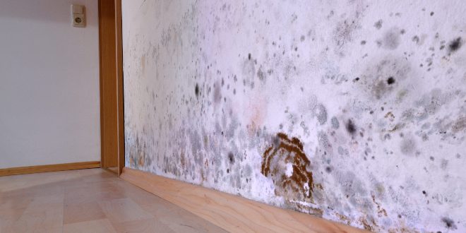 Schimmel an der Wand - Wärmebrücken vermeiden