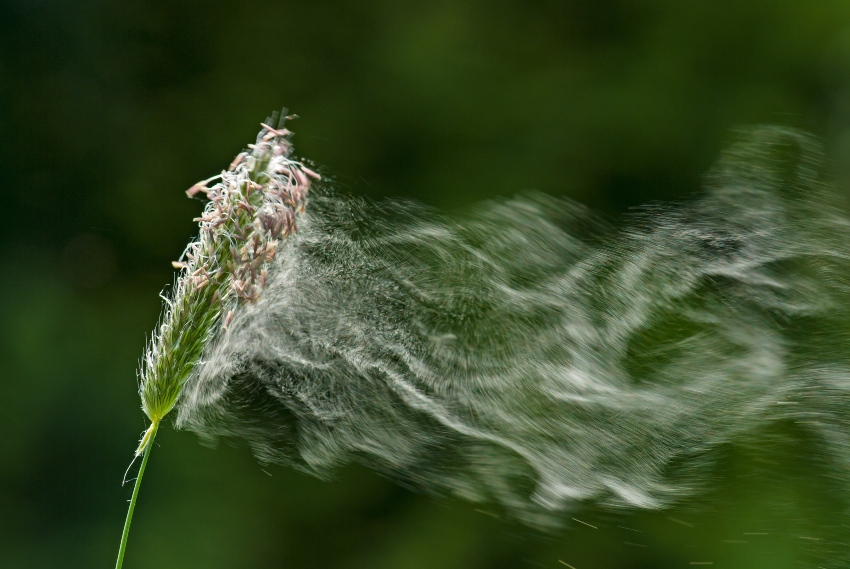 Pollenflug, Nahaufnahme - Auslöser für Pollenallergie